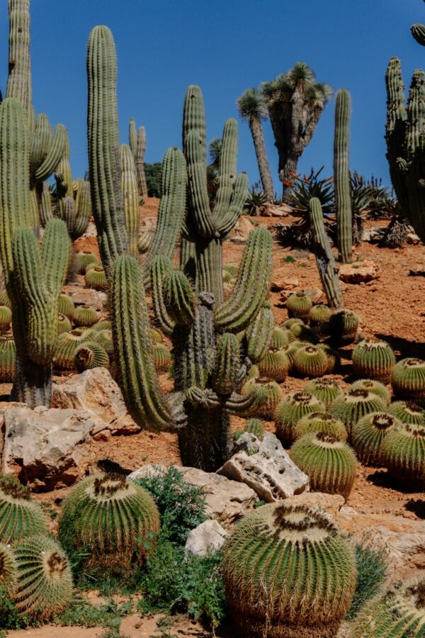Cacti of various shapes and sizes fill the landscape.